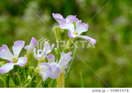 ルッコラの花。葉は料理に使ったりする。 50865478