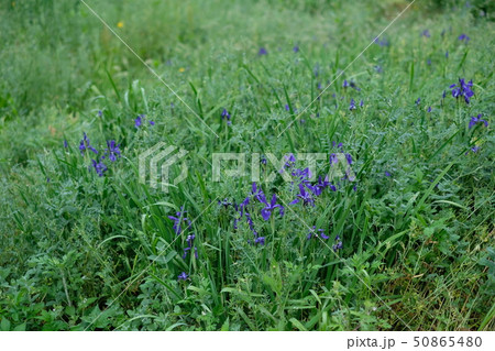 春になると紫の可憐な花を咲かせる。白色も少ないけどある。 50865480