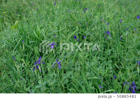 春になると紫の可憐な花を咲かせる。白色も少ないけどある。 50865481