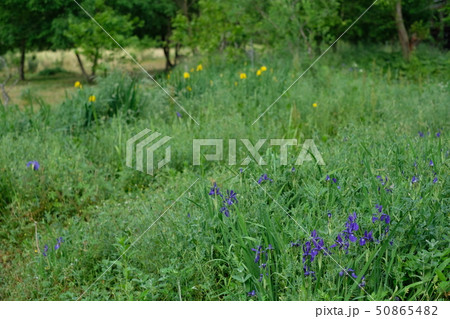 春になると紫の可憐な花を咲かせる。白色も少ないけどある。 春になると紫の可憐な花を咲かせる。白色も少ないけどある。 50865482