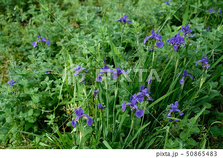 春になると紫の可憐な花を咲かせる。白色も少ないけどある。 50865483