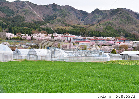 県立農業大学実習園の春景色 県立農業大学実習園の春景色 50865573