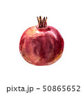 Realistic watercolor illustration pomegranate  50865652
