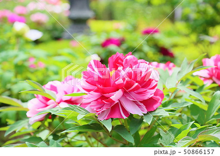 牡丹の花 牡丹の花 50866157