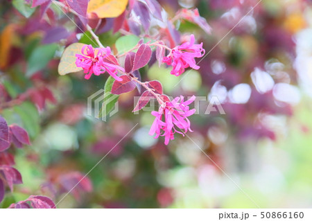 ベニバナトキワマンサクの花 ベニバナトキワマンサクの花 50866160