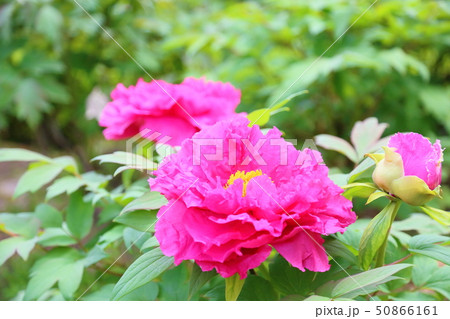 牡丹の花 牡丹の花 50866161