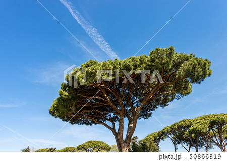 Maritime pine trees in Mediterranean region - Rome 50866319