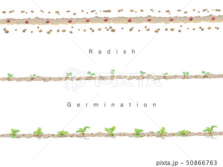 ラディッシュの発芽イラスト01のイラスト素材