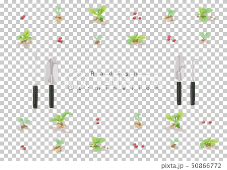 蘿蔔05的萌芽例證 50866772