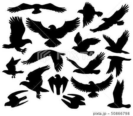 Predatory Eagle Or Falcon Hawk Birds Silhouettesのイラスト素材