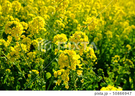 菜の花 50866947