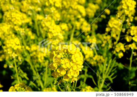 菜の花 50866949