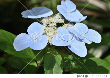 常緑アジサイ 常緑アジサイ 50866974