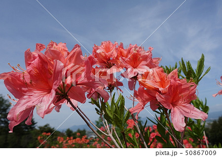 レンゲツツジ　赤 50867009