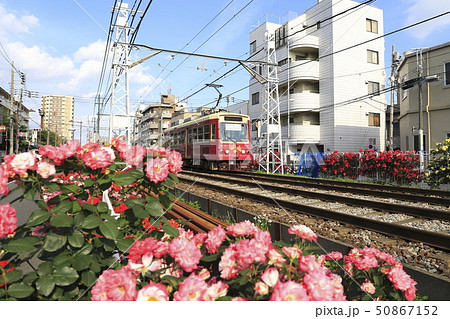 都電荒川線 荒川車庫前付近にて 都電荒川線 荒川車庫前付近にて 50867152