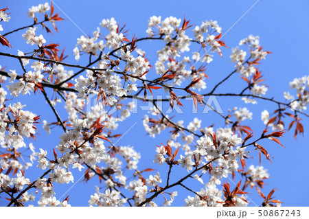 Branch of the blossoming sakura with white flowers Branch of the blossoming sakura with white flowers 50867243