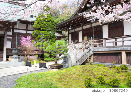 Ancient pavilions and flowering sakura, Hokokuji Ancient pavilions and flowering sakura, Hokokuji 50867249