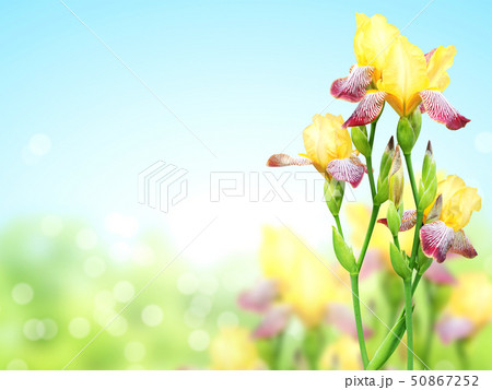 Flowers of iris of yellow and purple colors Flowers of iris of yellow and purple colors 50867252