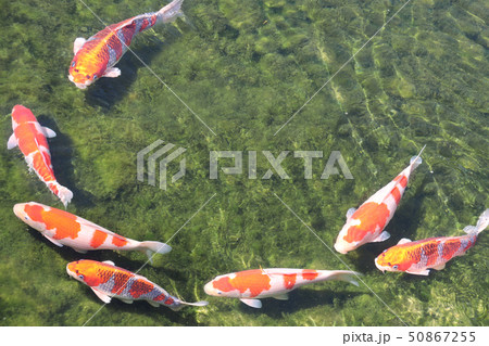 Seven fancy carps in pond, Koishikawa Korakuen Seven fancy carps in pond, Koishikawa Korakuen 50867255