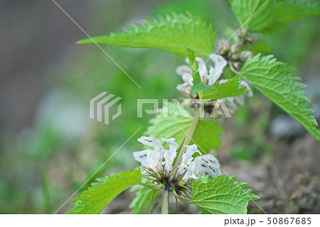 白いオドリコソウの花 50867685