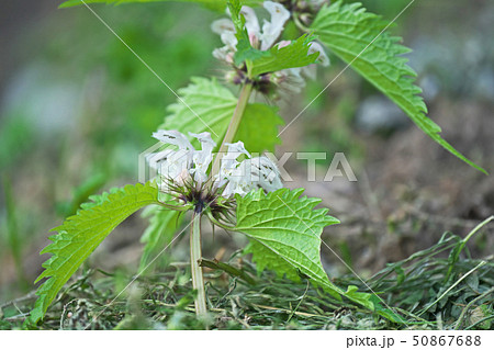 白いオドリコソウの花 50867688