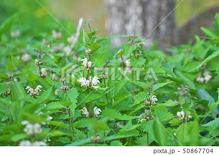 白いオドリコソウの花 白いオドリコソウの花 50867704