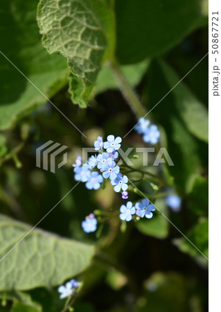 Largeleaf brunnera 50867721