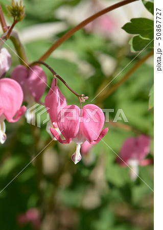 Bleeding heart 50867727