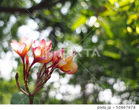 flowers of Frangipani, Plumeria, Temple tree flowers of Frangipani, Plumeria, Temple tree 50867878