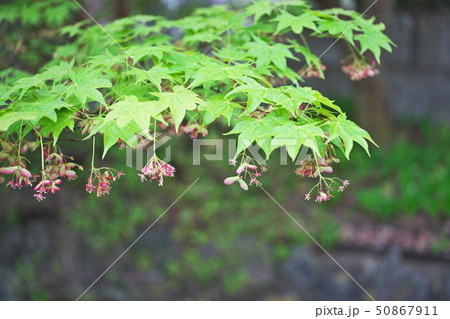カエデの花 カエデの花 50867911
