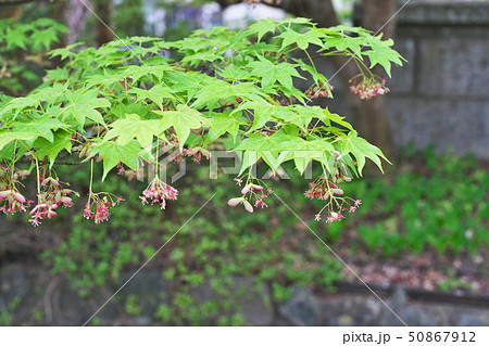カエデの花 カエデの花 50867912