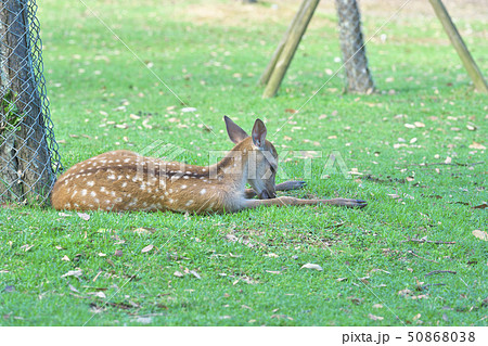 奈良公園の子鹿 奈良公園の子鹿 50868038