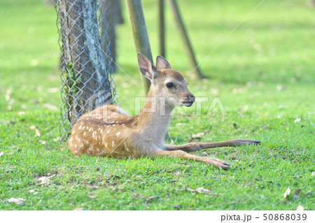 奈良公園の子鹿 奈良公園の子鹿 50868039