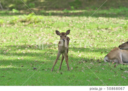 奈良公園の子鹿 50868067