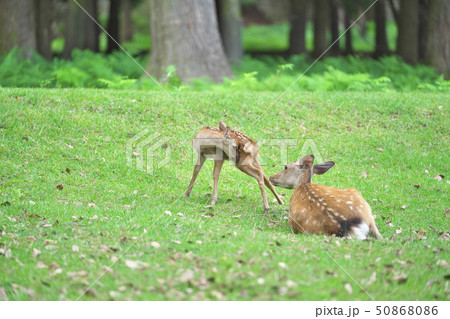 奈良公園の子鹿 奈良公園の子鹿 50868086