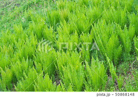 里山のコゴミ 50868148