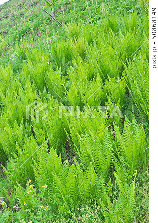 里山のコゴミ 50868149
