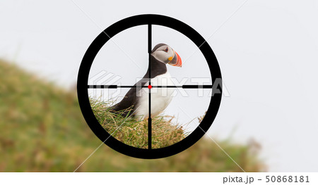 Hunting Hunting 50868181