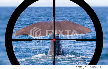 Hunting a Sperm Whale 50868182