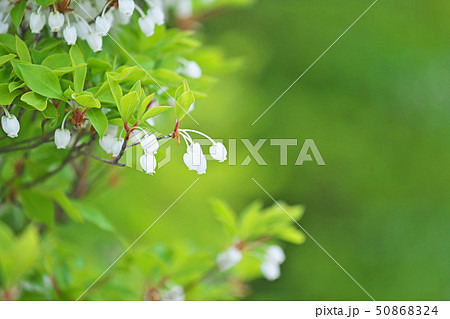 白いドウダンツツジの花 50868324
