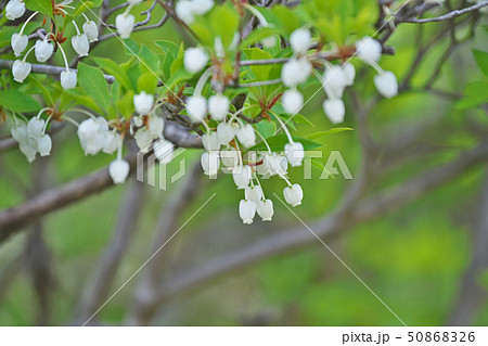 白いドウダンツツジの花 白いドウダンツツジの花 50868326