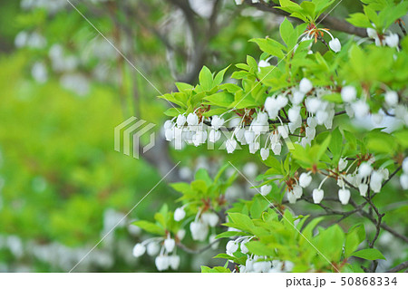白いドウダンツツジの花 50868334