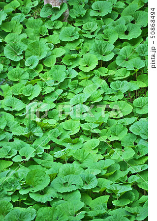 里山のフキ 里山のフキ 50868494