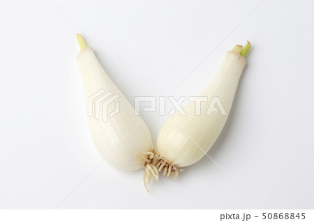 生のらっきょう 白背景 50868845