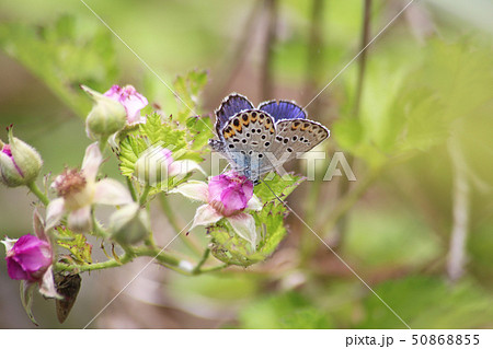5月のミヤマシジミ 50868855