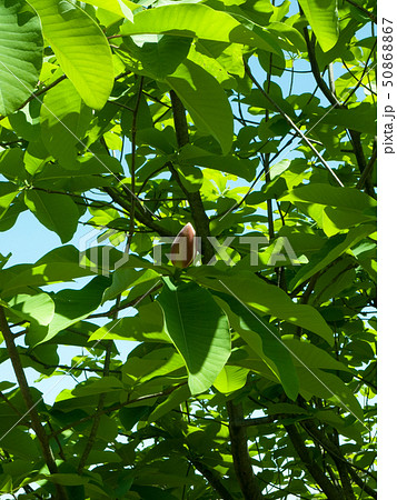 ホオノキ　花　つぼみ 50868867