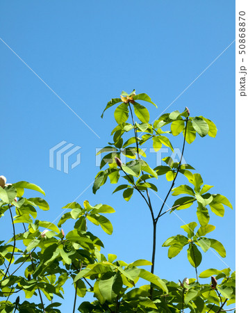 ホオノキ　朴の木 50868870