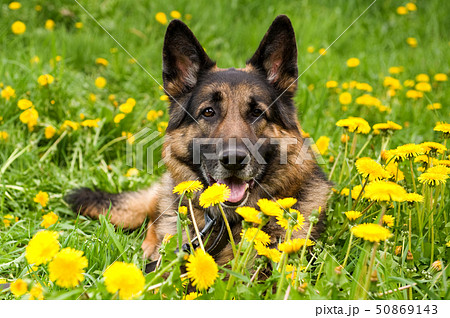 Shepherd on the meadow close up Shepherd on the meadow close up 50869143