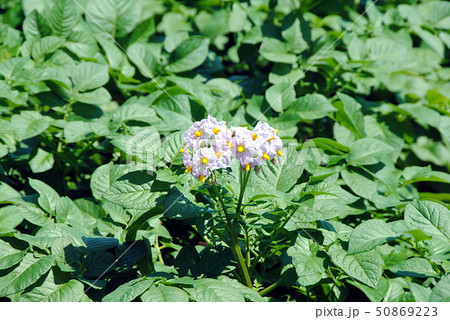 ジャガイモ 50869223