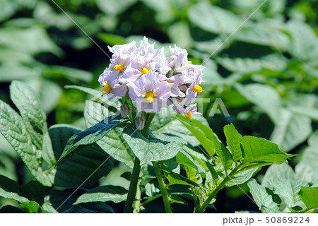 ジャガイモ 50869224